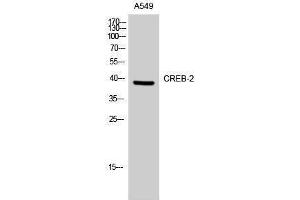 Western Blotting (WB) image for anti-Activating Transcription Factor 4 (Tax-Responsive Enhancer Element B67) (ATF4) (Ser158) antibody (ABIN3184080) (ATF4 antibody  (Ser158))