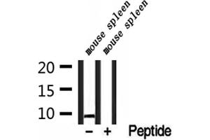 Western blot analysis of extracts from mouse spleen, using NDUFC1 Antibody.