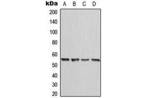 Western blot analysis of Calreticulin expression in HeLa (A), A431 (B), Raw264. (Calreticulin antibody  (N-Term))