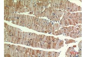 Immunohistochemistry (IHC) analysis of paraffin-embedded Mouse Muscle, antibody was diluted at 1:100. (MUTYH antibody  (pan))