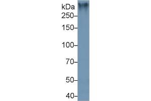 Detection antibody from the kit in WB with Positive Control:  Sample Mouse Colon lysate.