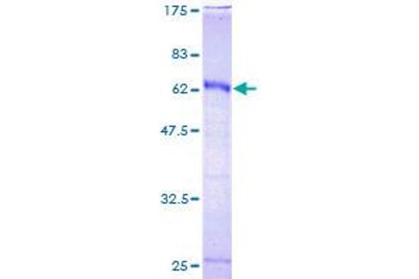 HOXC9 Protein (AA 1-260) (GST tag)