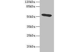 Western blot All lanes: Hpx antibody at 4. (Hemopexin antibody  (AA 24-460))