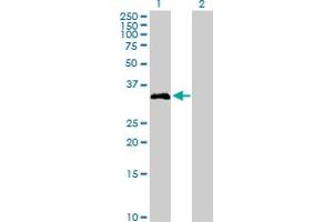 Western Blot analysis of FGL1 expression in transfected 293T cell line by FGL1 MaxPab polyclonal antibody. (FGL1 antibody  (AA 1-312))