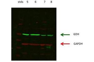 lanes 5: rat kidney cordex   lanes 6: rat kidney proximal tubules prepped from cortex   lanes 7: LLCPK-F+ pig kidney proximal tubule tissue culture lysate   lanes 8: rat brain supernatant (GLUD1 antibody  (N-Term))