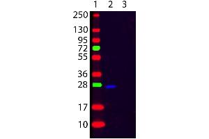 50ng of Human Kappa Chain (Lane 2) and 50ng of Human Lambda Chain (Lane 3) was run on a 4-20% gel and transferred to 0. (Goat anti-Human Ig (Chain kappa), (F(ab')2 Region) Antibody (FITC))