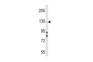 Western blot analysis of ITGA1 Antibody (Center) (ABIN652761 and ABIN2842500) in mouse cerebellum tissue lysates (35 μg/lane). (Integrin alpha 1 antibody  (AA 727-755))