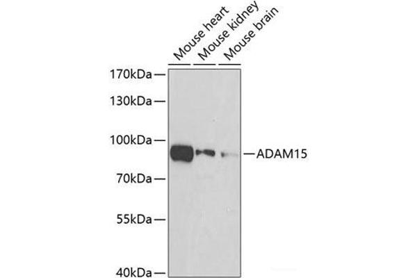 ADAM15 Antikörper