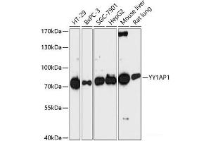 Western blot analysis of extracts of various cell lines using YY1AP1 Polyclonal Antibody at dilution of 1:3000. (YY1AP1 antibody)