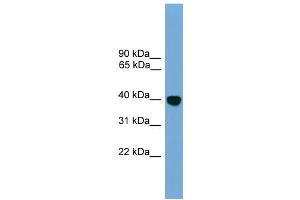 WB Suggested Anti-Klf2 Antibody Titration: 0. (KLF2 antibody  (N-Term))