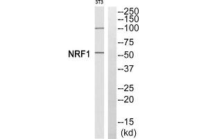 Western blot analysis of extracts from 3T3 cells, using NFE2L1 antibody.