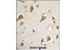 ZMYND10 Antibody (Center) (ABIN656033 and ABIN2845406) immunohistochemistry analysis in formalin fixed and paraffin embedded human brain tissue followed by peroxidase conjugation of the secondary antibody and DAB staining. (ZMYND10 antibody  (AA 321-348))