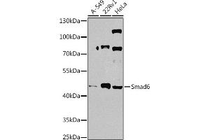 Western blot analysis of extracts of various cell lines, using Smad6 antibody (ABIN7270355) at 1:1000 dilution. (SMAD6 antibody  (AA 257-496))