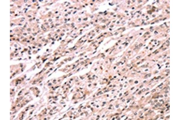 EXTL1 antibody