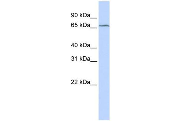 TRMT5 antibody  (Middle Region)