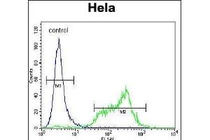 SRPK1 Antibody (N-term) (ABIN391794 and ABIN2841649) flow cytometric analysis of Hela cells (right histogram) compared to a negative control cell (left histogram). (SRPK1 antibody  (N-Term))