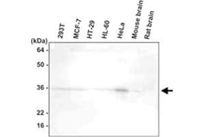 Western blot analysis of 293T , MCF - 7 , HT - 29 , HL - 60 , HeLa , mouse brain , and rat brain extracts were resolved by SDS - PAGE , transferred to PVDF membrane and probed with HTRA2 monoclonal antibody , clone 1B3 (1 : 1000)  . (HTRA2 antibody  (AA 134-458))