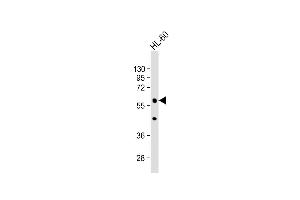 Western Blotting (WB) image for anti-Polymerase (DNA Directed), gamma 2, Accessory Subunit (POLG2) (AA 205-234) antibody (ABIN6243952)