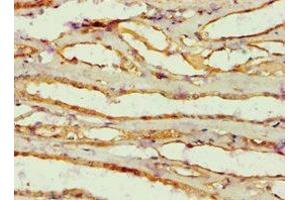 Immunohistochemistry of paraffin-embedded human kidney tissue using ABIN7143846 at dilution of 1:100 (AMY2B antibody  (AA 16-320))