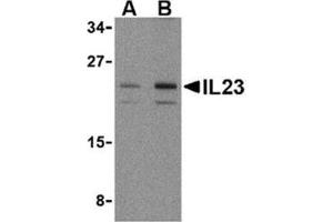 Image no. 1 for anti-Interleukin 23, alpha subunit p19 (IL23A) (N-Term) antibody (ABIN318745) (IL23A antibody  (N-Term))