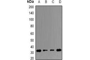 Western blot analysis of ERP29 expression in THP1 (A), Hela (B), mouse testis (C), mouse spleen (D) whole cell lysates. (ERP29 antibody)