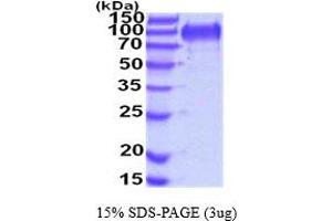 SDS-PAGE (SDS) image for Mucin and Cadherin-Like (CDHR5) (AA 29-641) protein (His tag) (ABIN5854493) (CDHR5 Protein (AA 29-641) (His tag))