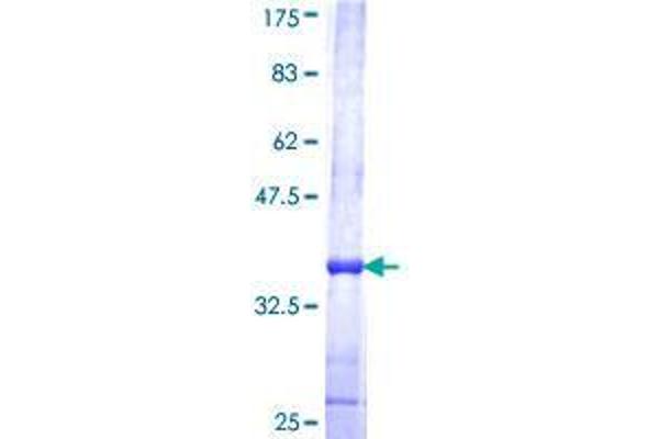 Stabilin 2 (STAB2) (AA 367-465) protein (GST tag)