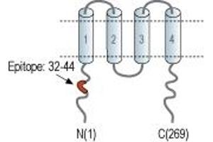 Representative domain view of the target of ABIN7043276.