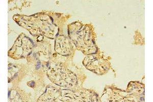 Immunohistochemistry of paraffin-embedded human placenta tissue using ABIN7161713 at dilution of 1:100 (NOSTRIN antibody  (AA 1-322))
