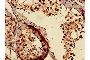 IHC image of ABIN7146302 diluted at 1:500 and staining in paraffin-embedded human testis tissue performed on a Leica BondTM system. (TMCO1 antibody  (AA 43-79))