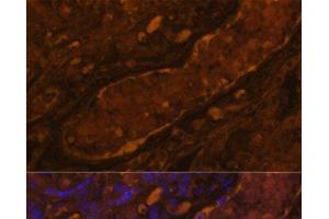 Immunofluorescence analysis of Human placenta using CFI Polyclonal Antibody at dilution of 1:100. (Complement Factor I antibody)