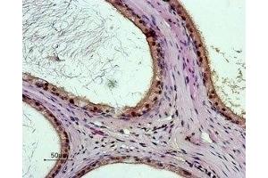 Expression of BRS3 in rat testesImmunohistochemical staining of paraffin embedded rat testes section using Anti-Bombesin Receptor 3 (extracellular) Antibody (ABIN7042966 and ABIN7043938), (1:50). (Bombesin Receptor 3 Peptide)