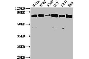 Western Blot Positive WB detected in: Hela whole cell lysate, K562 whole cell lysate, A549 whole cell lysate, U87 whole cell lysate, U251 whole cell lysate, 293 whole cell lysate All lanes: SNX9 antibody at 1:2000 Secondary Goat polyclonal to rabbit IgG at 1/50000 dilution Predicted band size: 67 kDa Observed band size: 67 kDa (SNX9 antibody  (AA 85-200))