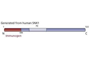 Image no. 3 for anti-Sorting Nexin 1 (SNX1) (AA 1-108) antibody (ABIN968558) (Sorting Nexin 1 antibody  (AA 1-108))