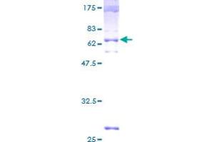 SLC29A2 Protein (AA 1-361) (GST tag)