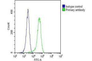 Overlay histogram showing Hela cells stained with (ABIN6242353 and ABIN6577183)(green line). (GARS antibody  (AA 35-305))