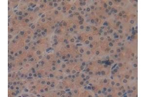 DAB staining on IHC-P; Samples: Rat Stomach Tissue (ATP6AP2 antibody  (AA 18-302))
