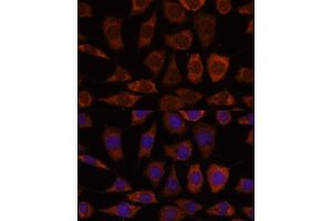 Immunofluorescence analysis of L929 cells using GRHPR antibody (ABIN7267486) at dilution of 1:100. (GRHPR antibody  (AA 100-328))