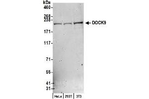 anti-Dedicator of Cytokinesis 9 (DOCK9) (AA 1850-1900) antibody