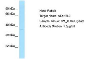 Image no. 1 for anti-Ataxin 7-Like 3 (ATXN7L3) (AA 126-175) antibody (ABIN6750086)