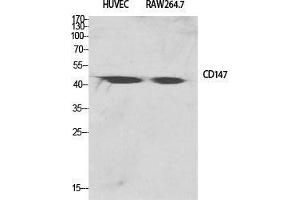 Western Blot (WB) analysis of specific cells using EMMPRIN Polyclonal Antibody. (CD147 antibody  (C-Term))