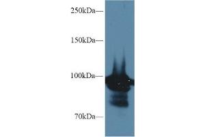 HSP90AA1 antibody  (AA 698-732)