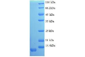 CXCL11 Protein (AA 22-98, partial) (His tag)