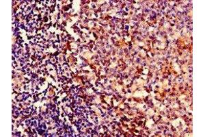 Immunocytochemistry analysis of human tonsil tissue using ABIN7151715 at dilution of 1:100