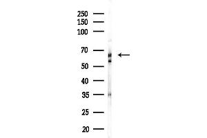 Western blot analysis of lysates from RAW264.