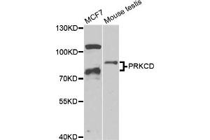 Western blot analysis of extracts of various cell lines, using PRKCD antibody (ABIN5974435) at 1/1000 dilution. (PKC delta antibody)