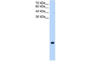 TMEM75 antibody used at 0. (TMEM75 antibody  (C-Term))