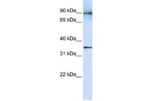 LRRC59 antibody used at 1 ug/ml to detect target protein. (LRRC59 antibody  (N-Term))