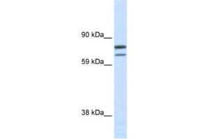 Western Blotting (WB) image for anti-Zinc Finger Protein, Multitype 1 (ZFPM1) antibody (ABIN2461458)