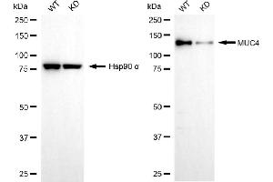 Western blotting analysis using MUC4 antibody (ABIN7799489). (Recombinant MUC4 antibody)